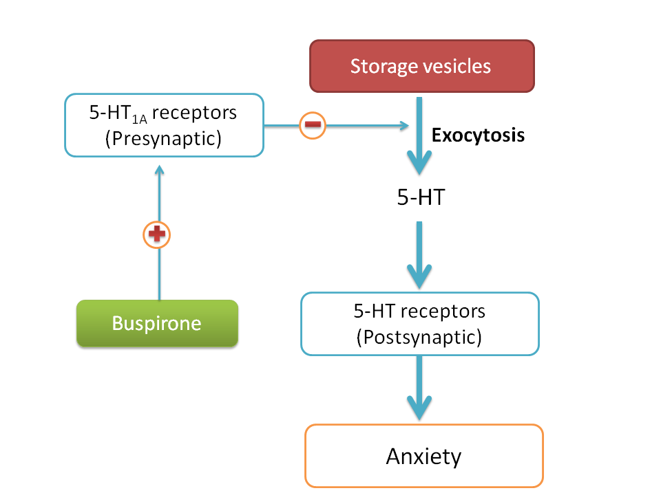 5-HT1A receptor agonists decrease 5-HT transmission hence decrease anxiety