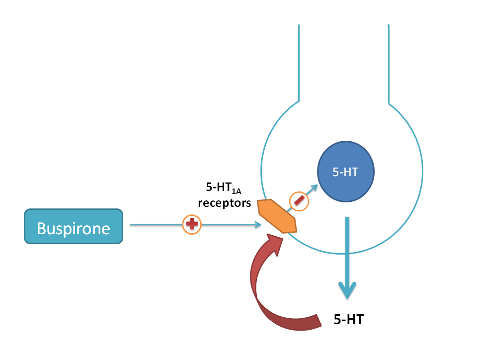 Autoinhibitory presynaptic 5-HT1A receptors in CNS