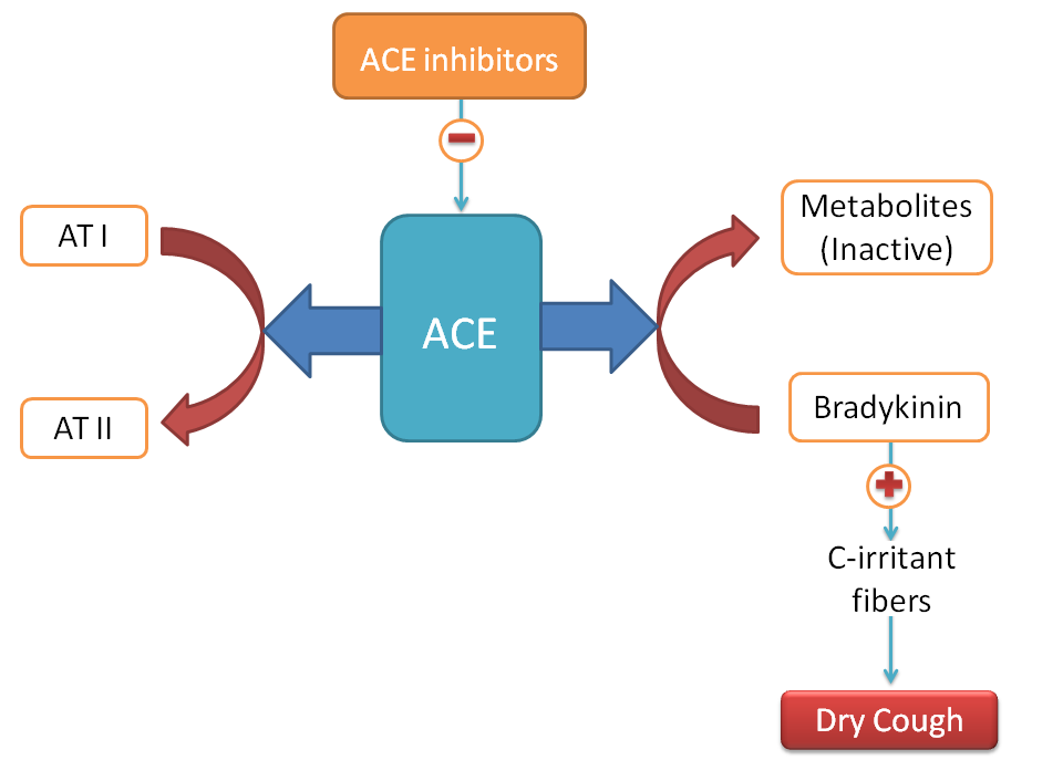 ACE inhibitors produce dry cough due to accumulation of bradykinin