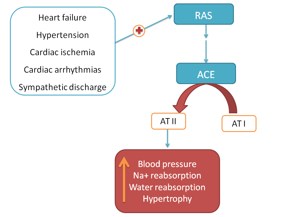 Activation of RAS leading to formation of AT II