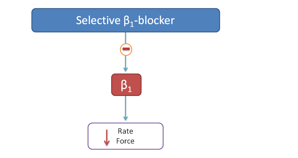 Effect of selective beta blockers on heart
