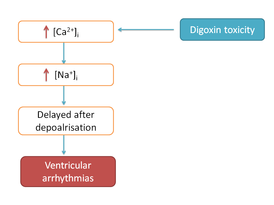 Digoxin induced ventricular arrhythmias due to raised calcum levels