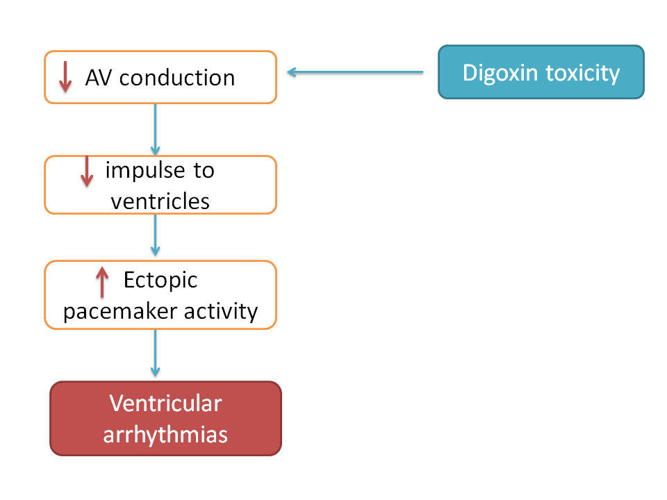 digoxin induced AV block and raise in ectopic pacemaker activity