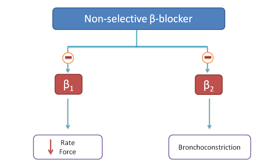 Effect of non-selective beta blockers on beta receptors