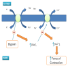 How Digoxin produces ventricular arrhythmias?