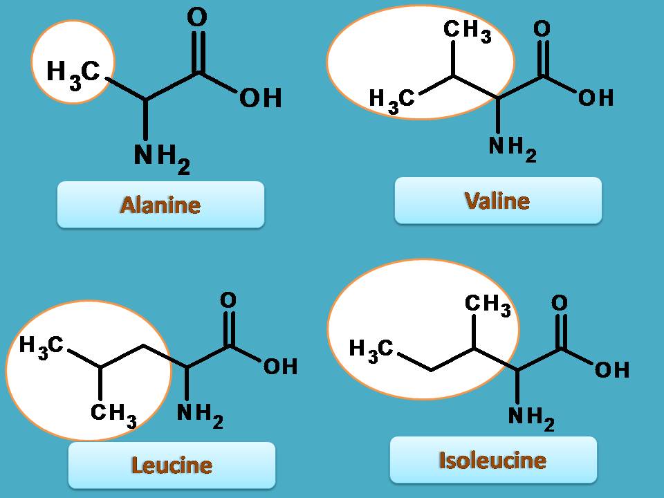 list of amino acids with alkyl side chain