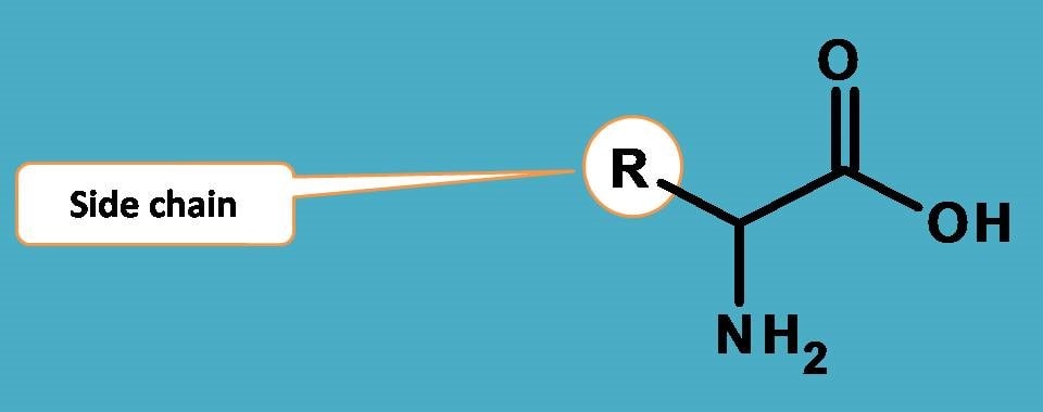 general structure of amino acids