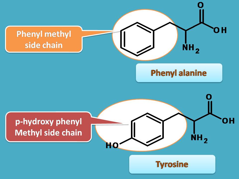 list of amino acids with aromatic side chain