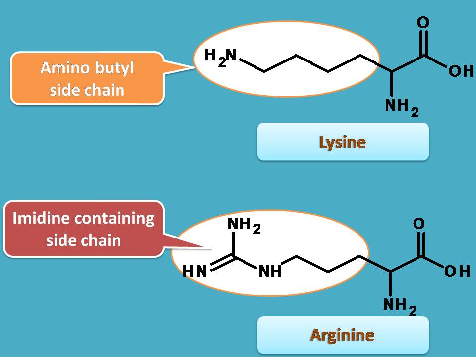 list of amino acids with basic side chain
