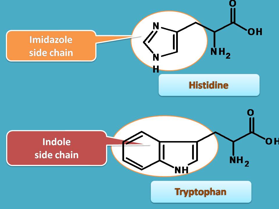 list of amino acids with heterocyclic side chain