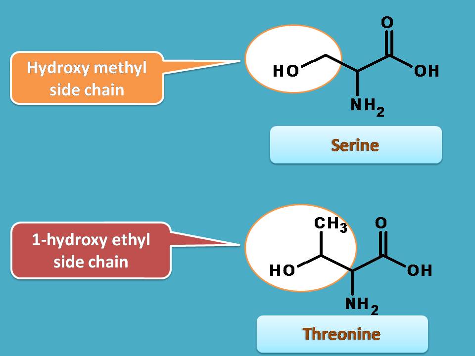 list of amino acids with hydroxyl side chain