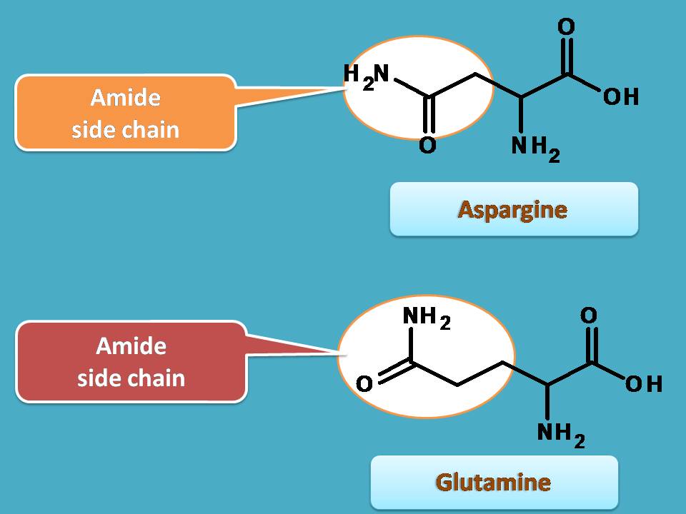 list of amino acids with neutral side chain