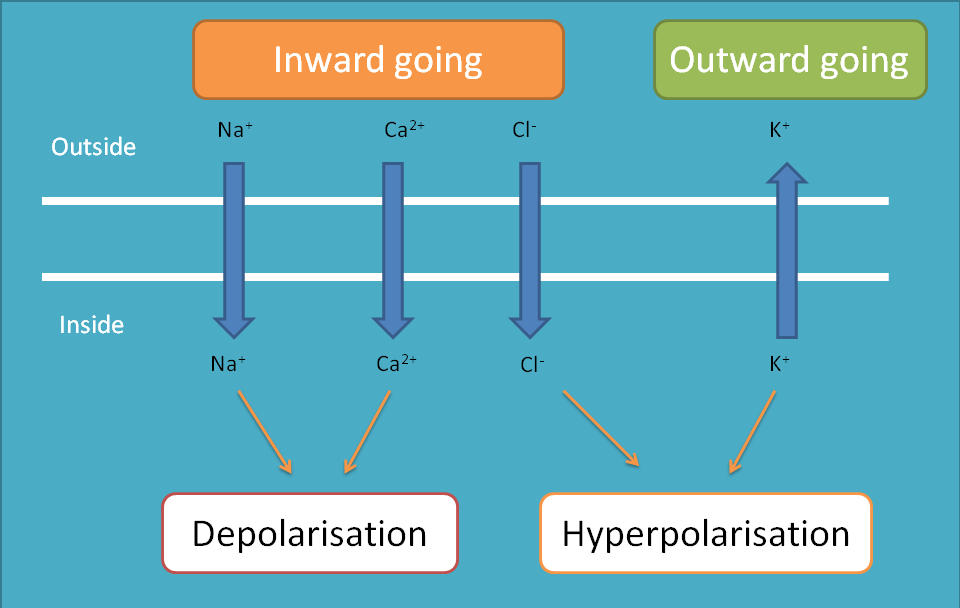 various ions and their actions in physiological system