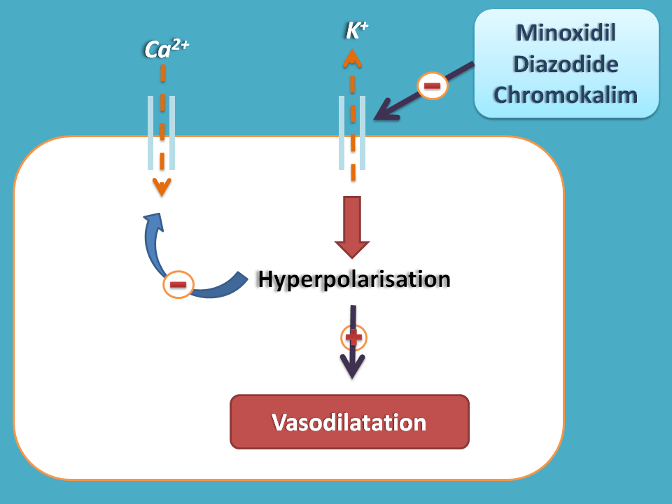 Drugs activate ATP sensitive potassium channels