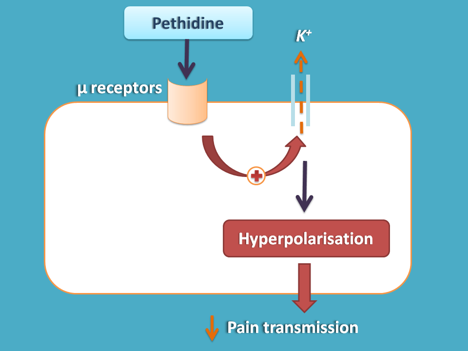 mechanism of action of pethidine