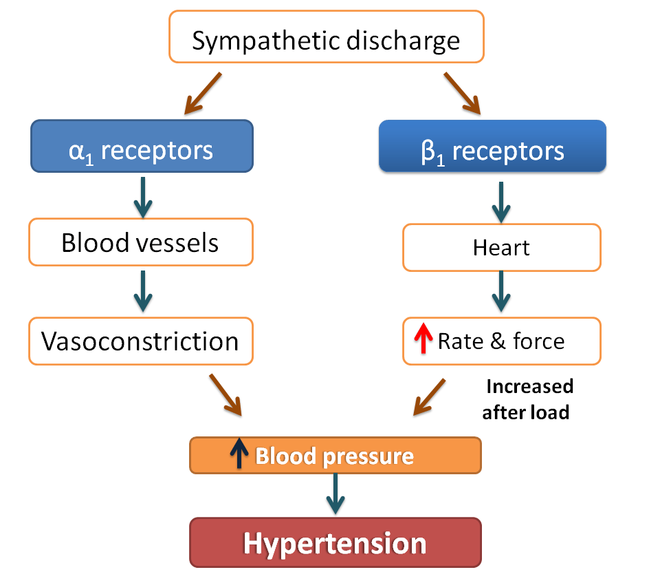 role of sympathetic system in hypertension