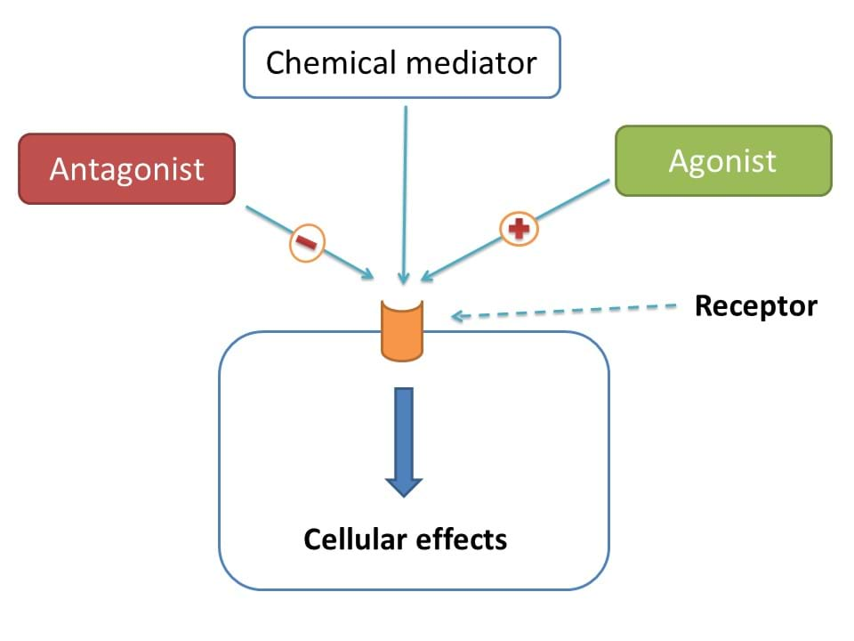 difference of agonist an antagonist