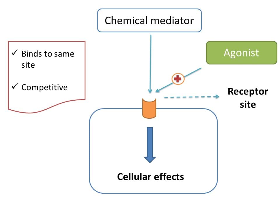 action of agonist on receptor