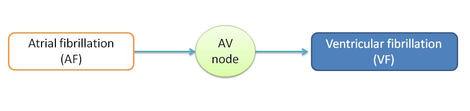 Atrial fibrillation converts into ventricular fibrillation through AV node