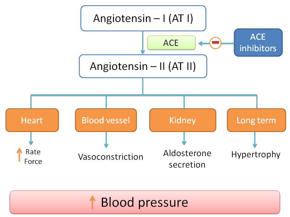 Inhibition of synthesis thereby effects of AT II by ACE inhibitors