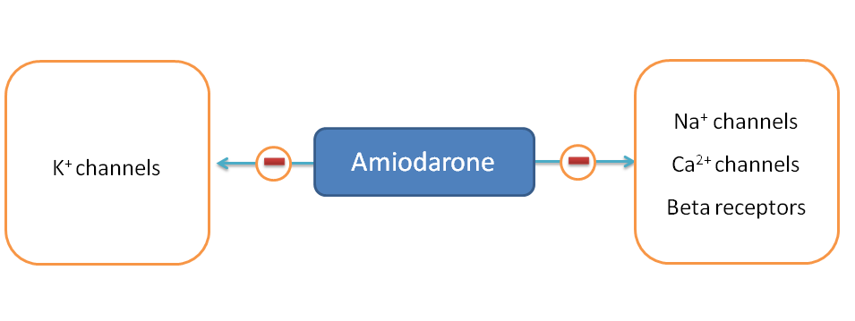 Class I, II, III and IV actions of amiodarone