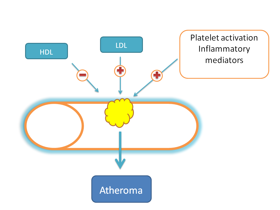 LDL, platelets, inflammatory mediators enhance atherogenesis while HDL decreases