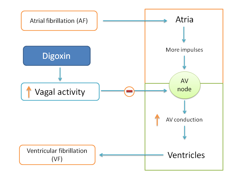 Digoxin inhibits AV conduction thereby prevents ventricular fibrillation from Atrial fibrillation