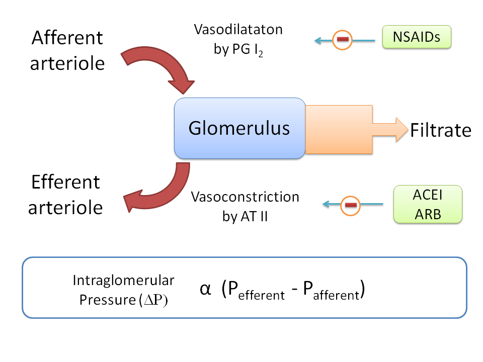 Effect of ACEI, ARBs and NSAIDs on glomerular filtration