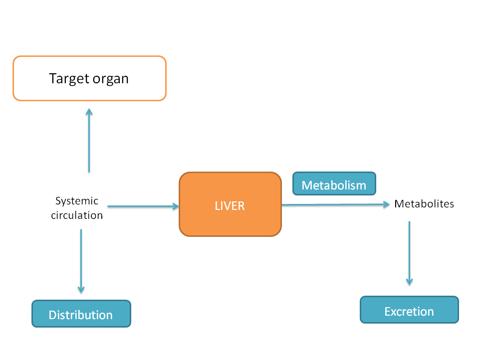 Fate of the drug that reaches systemic circulation