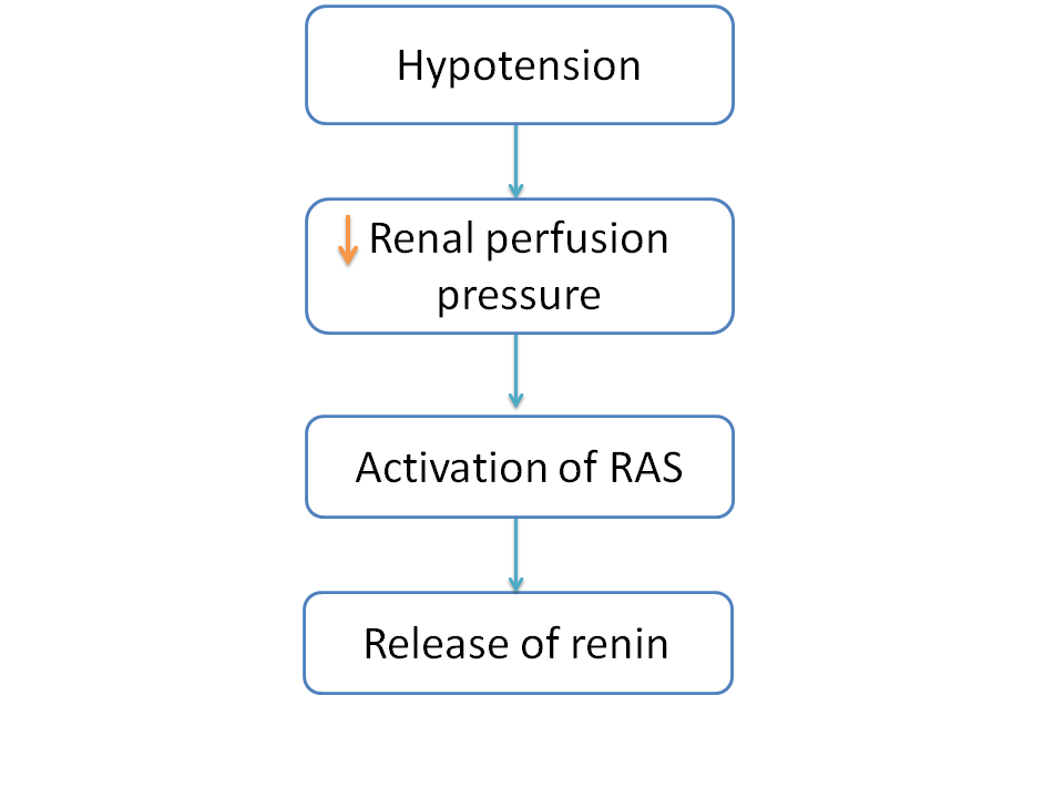 Hypotension induced activation of Renin-angiotensin-system