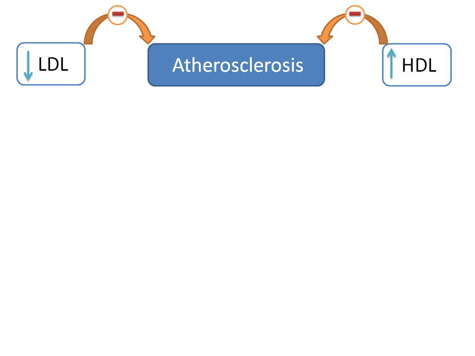 The main target of atherosclerosis is to decrease LDL and increase HDL