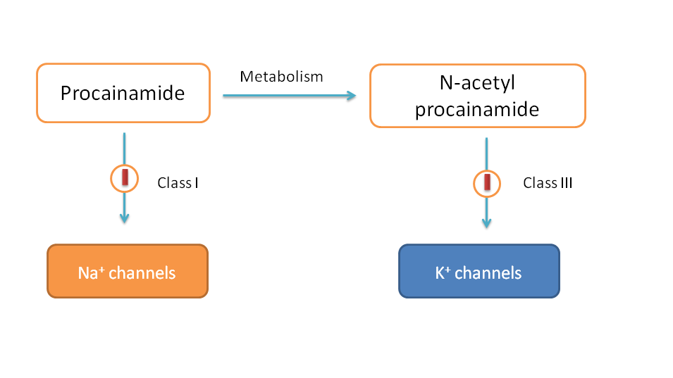 Torsade de pointes due to N-acetyl procainamide