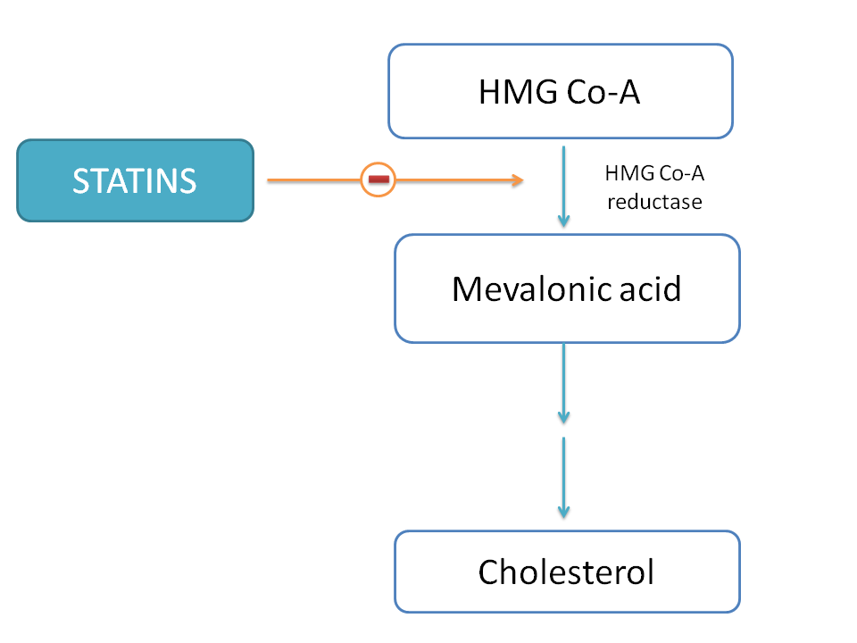 Statins inhibit HMG Co-A reductase thereby inhibit cholesterol biosynthesis