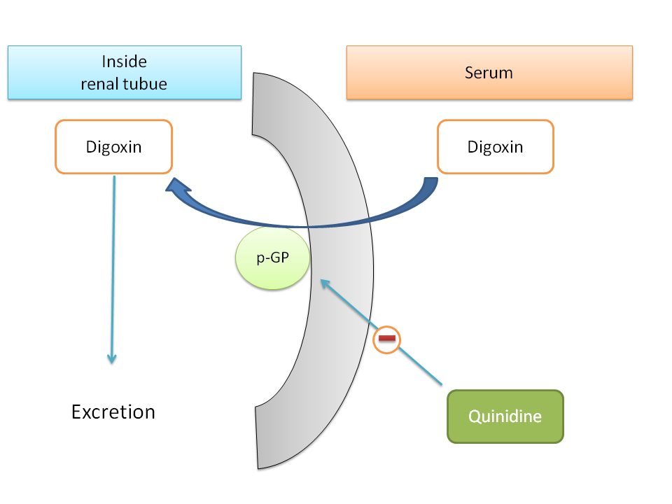 Inhibition of p-glycoprotein by quinidine increasing concentration of digoxin