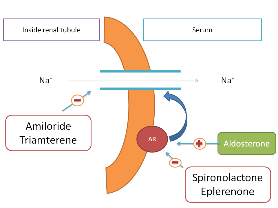 Block of renal tubular sodium channels