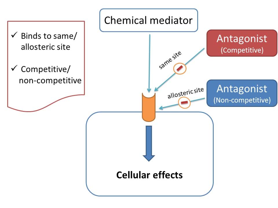 action of antagonist on receptor