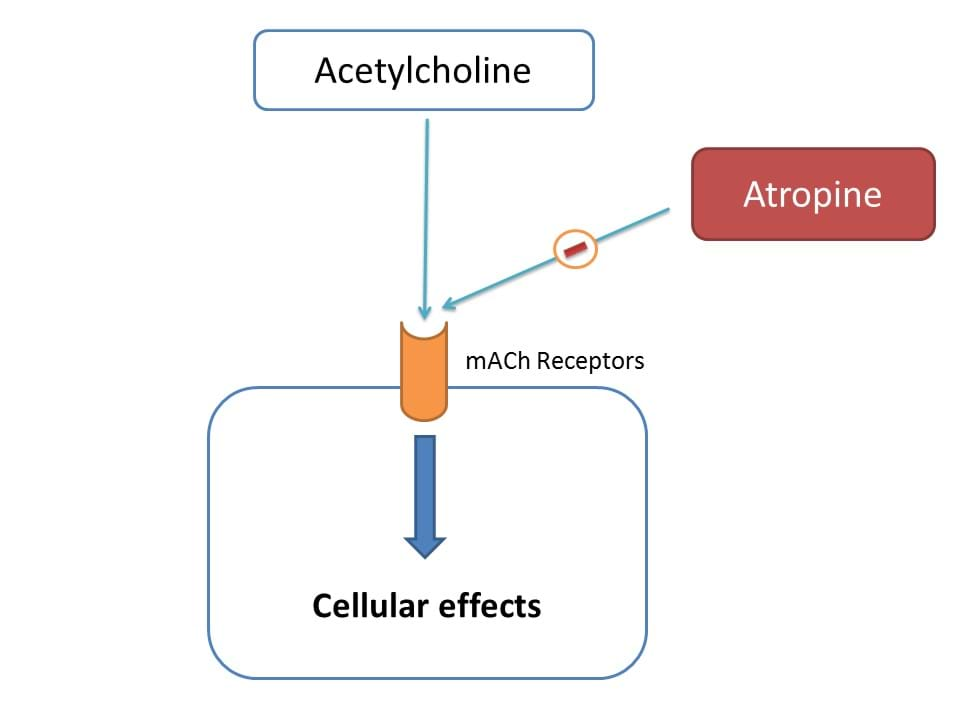 action of atropine