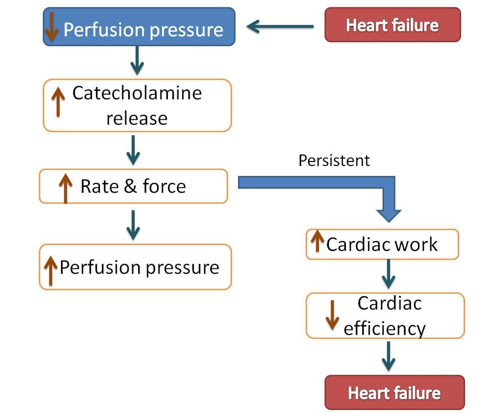 role of sympathetic system in heart failure