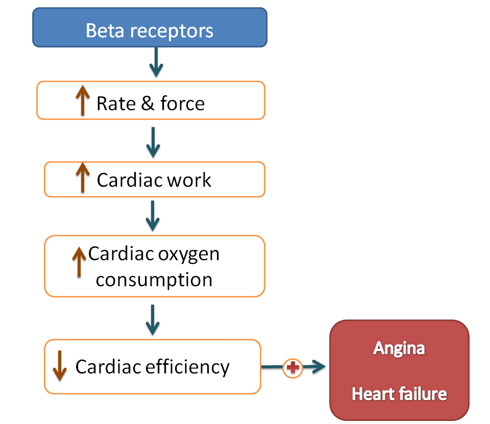 Increase in cardiac work by beta receptors