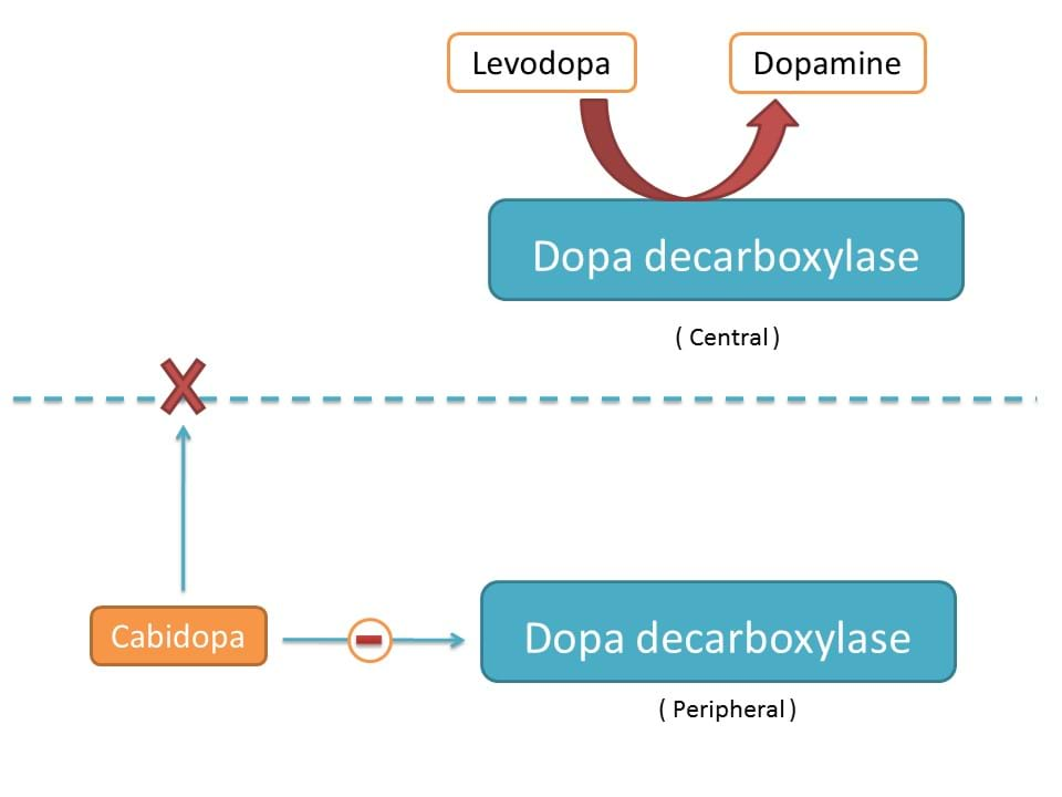 carbidopa cannot cross blood brain barrier