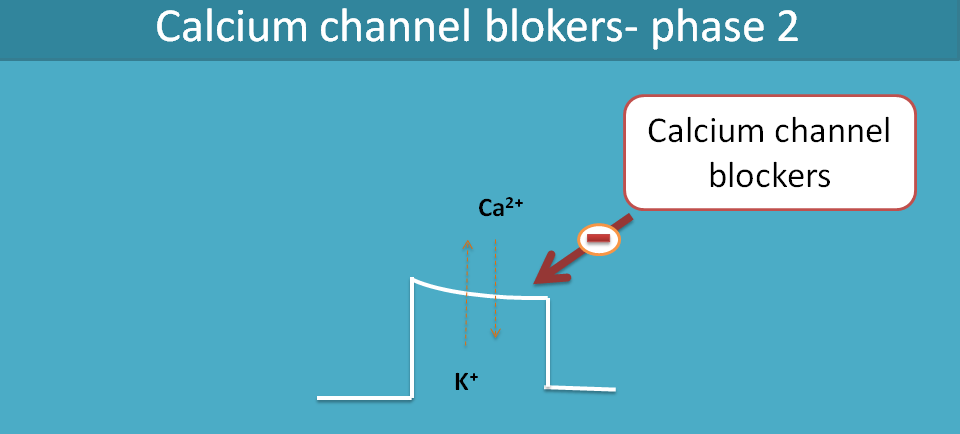 calcium channel blockers acting on phase 2