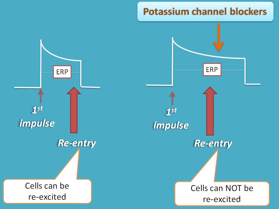 Class II agents are useful in re-entry type of arrhythmias