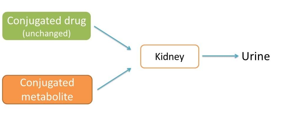 excretion of drugs and their metabolites