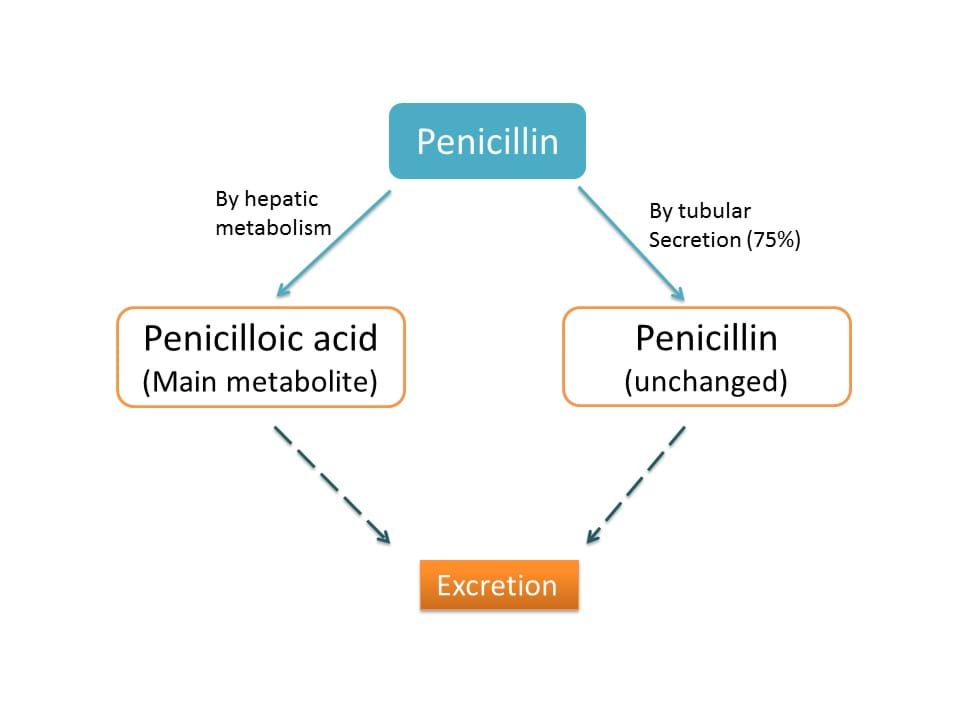 elimination of penicillins