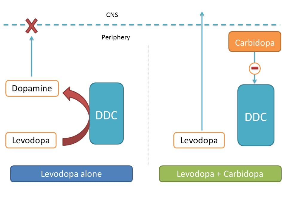 carbidopa increasing action of levodopa
