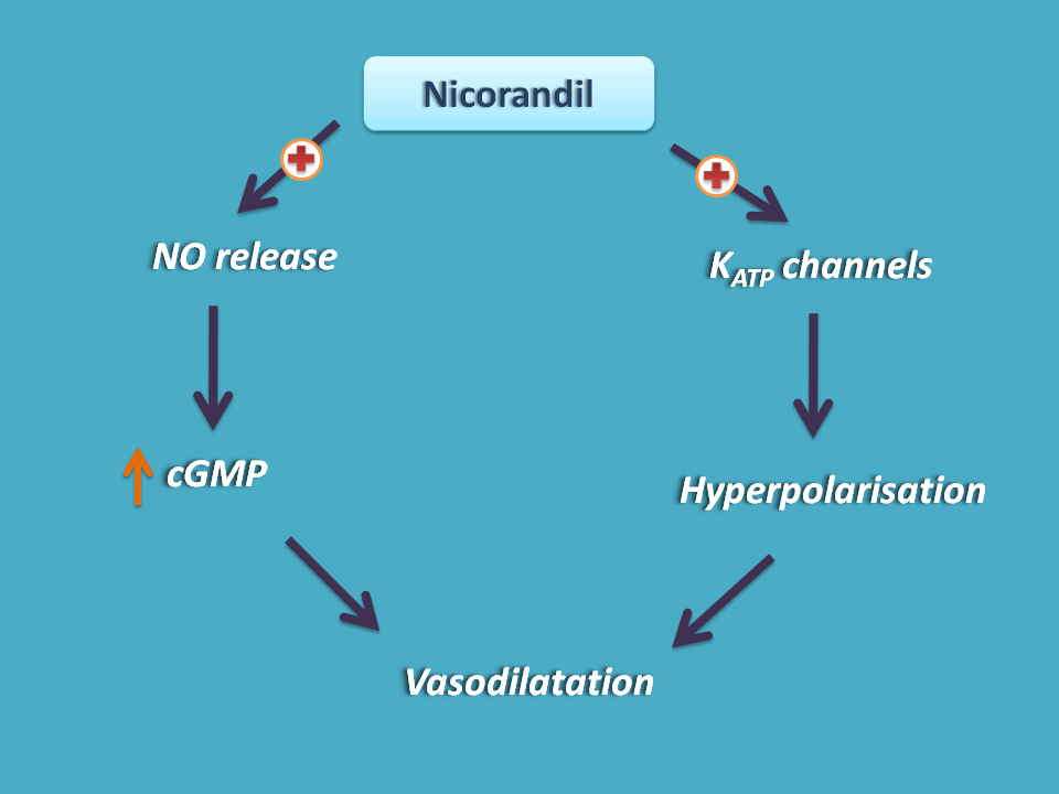 Dual action of nicorandil