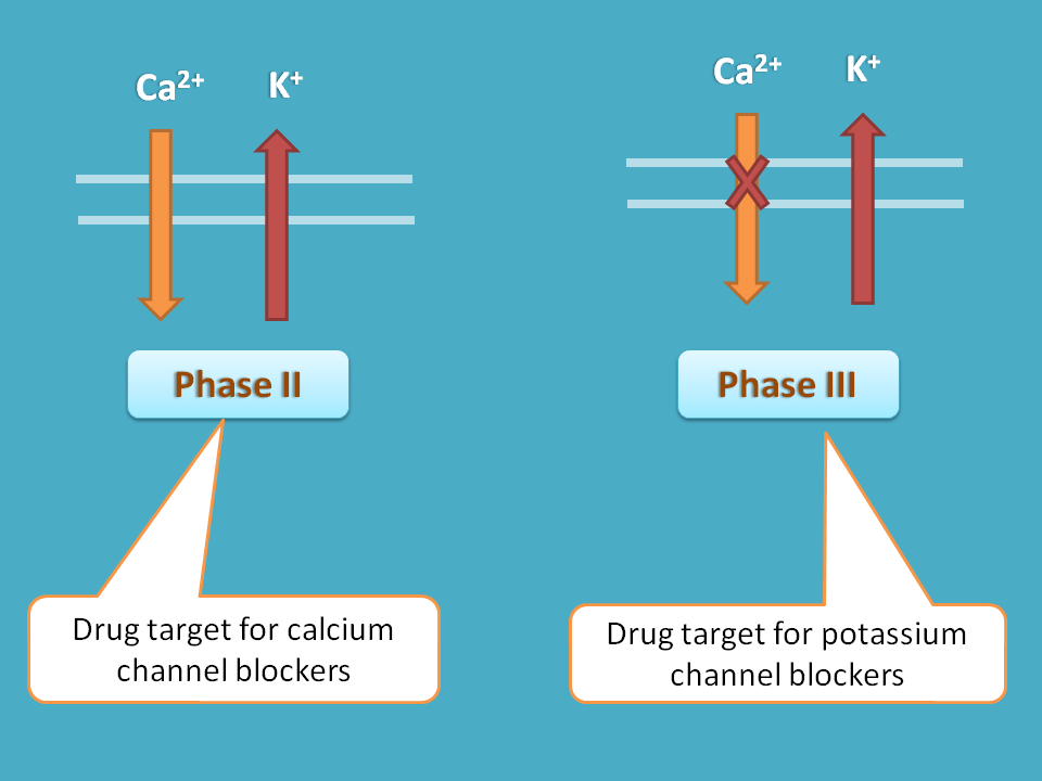 Drug targets on phase II and phase III
