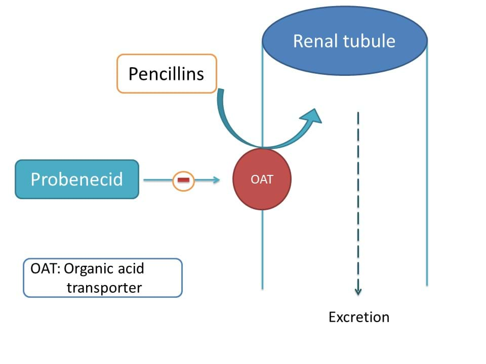 Inhibition of tubular secretion by probencid