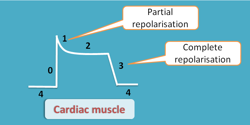 repolarisation in cardiac muscle