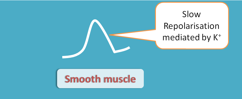 repolarisation in smooth muscle